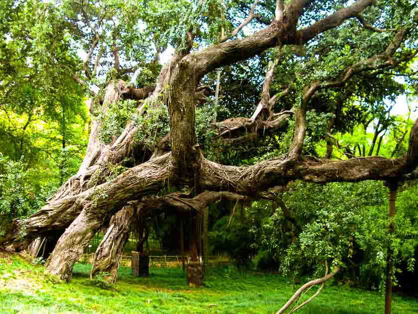 Ajuda Botanical Gardens, Belem, Lisbon, Portugal.