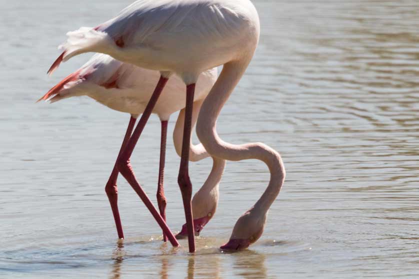 Flamingoes feeding in Doñana National Park.