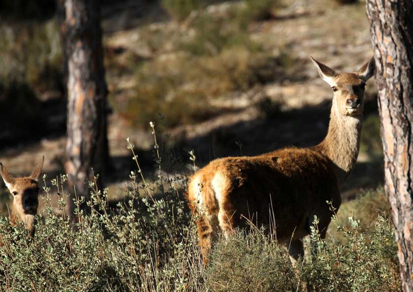 Deer among pine trees in Doñana National Park.
