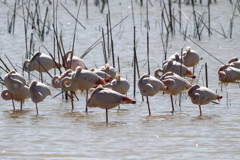 Flamingoes feeding in Doñana National Park.
