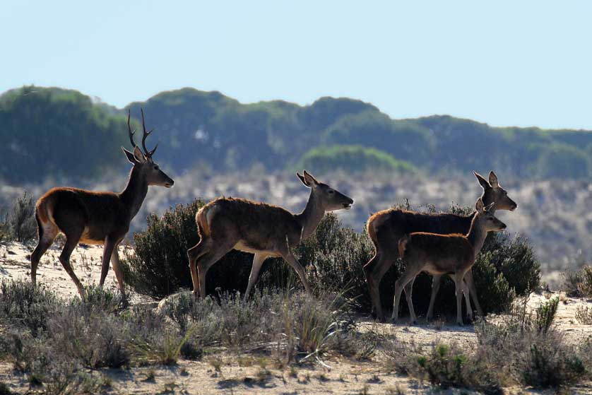 Deer roam freely in the sand dunes in Doñana National Park, Spain.