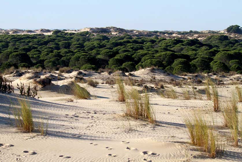 Scrub pine and sand dunes, Doñana National Park, Spain.