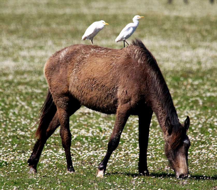 Doñana National Park has two indigenous breeds of horse - the marsh horse & Retuertas horse.