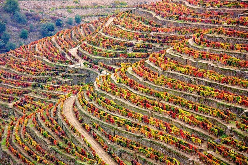 Alto Douro Wine Region, Portugal.