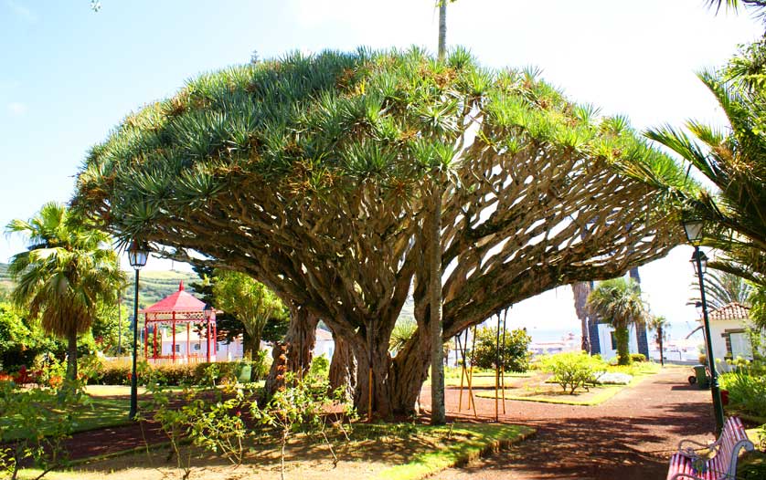 Florêncio Terra Garden, Faial, Azores, Portugal.