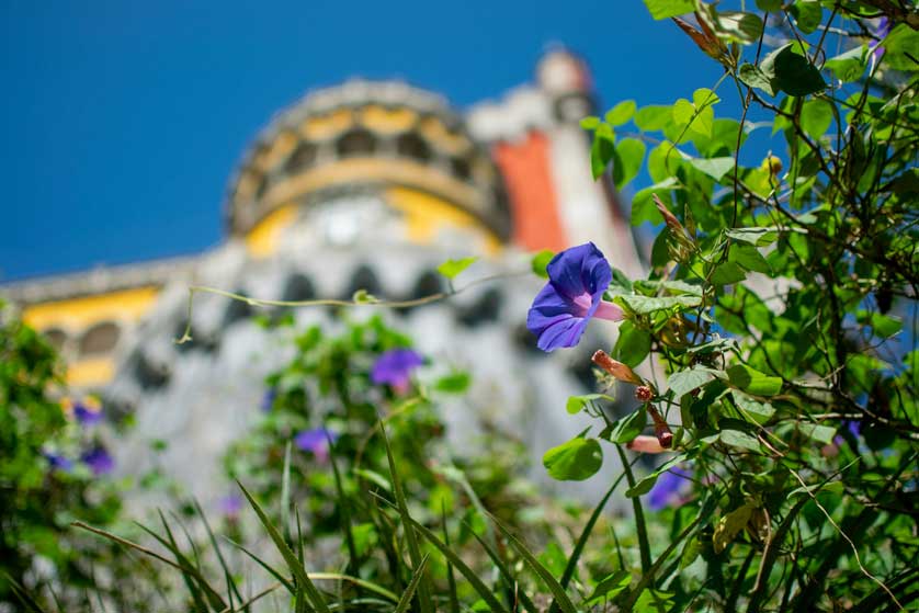 Bouquet Stories: A Large Floral Journey Through Portugal.