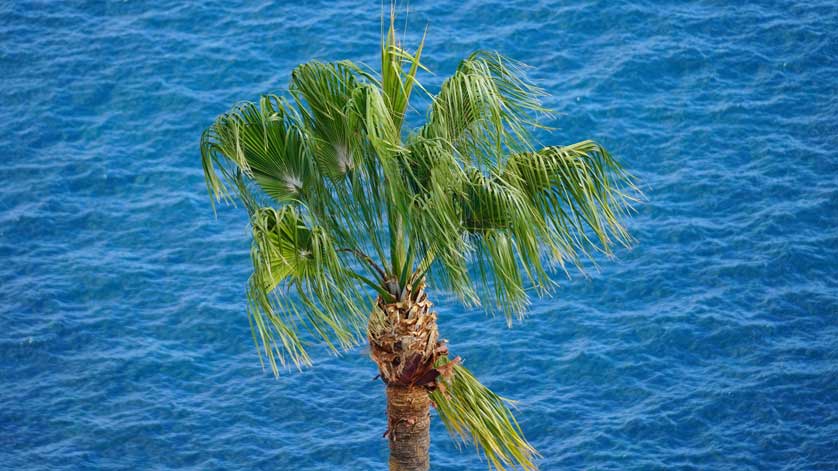 Palm tree and sea, Madeira.