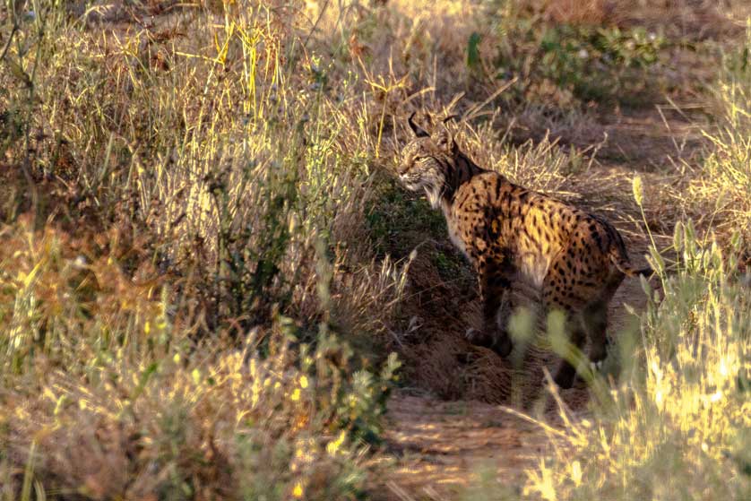 Spanish lynx in Doñana National Park.