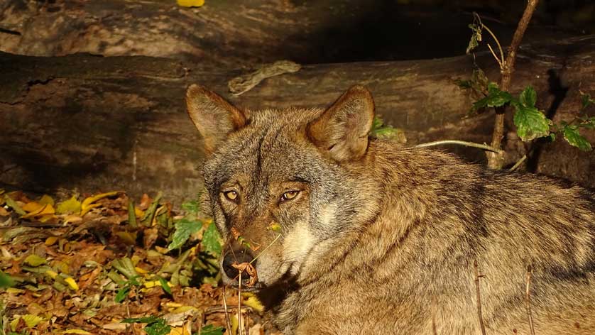 Iberian wolf (Canis lupus signatus).