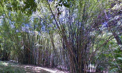 Botanical Garden, Lisbon.