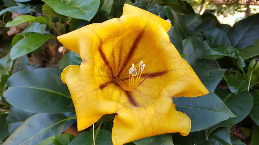 The garden has many species of indigenous and endemic plants.