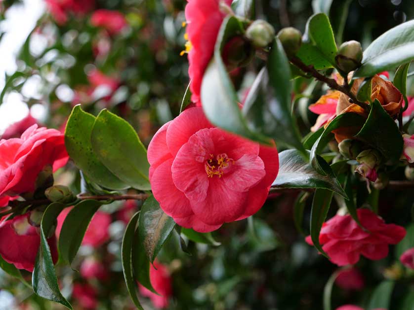 The garden is known for its beautiful camellias.