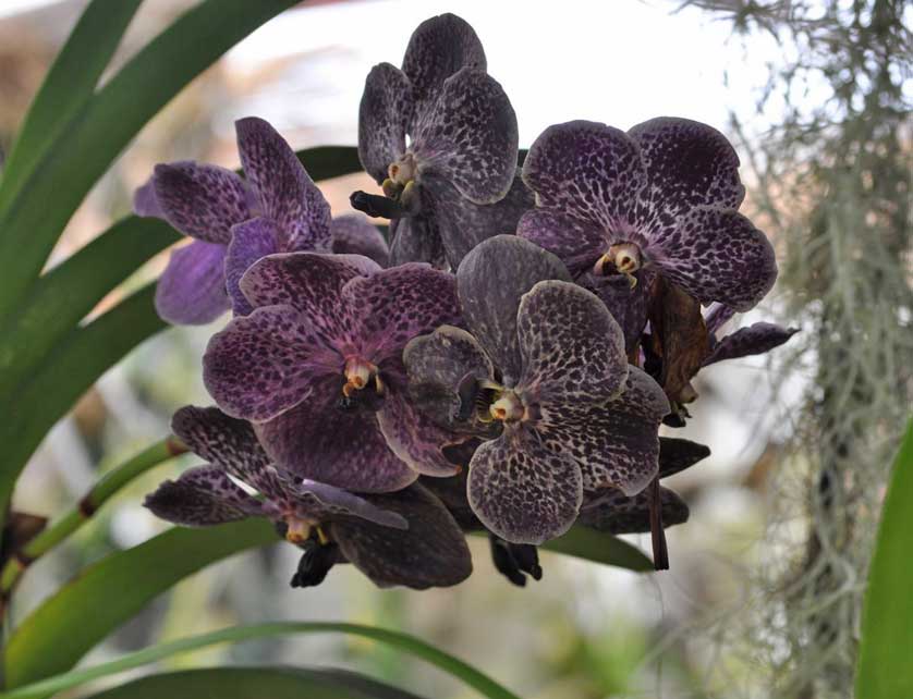 Jardim Orquidea, Monte district.