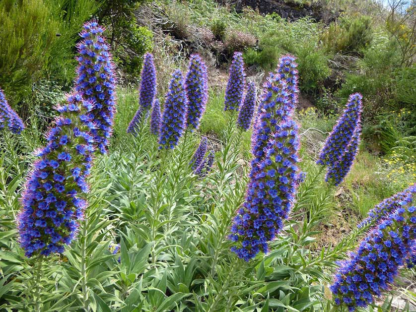 Echium candicans, Madeira.