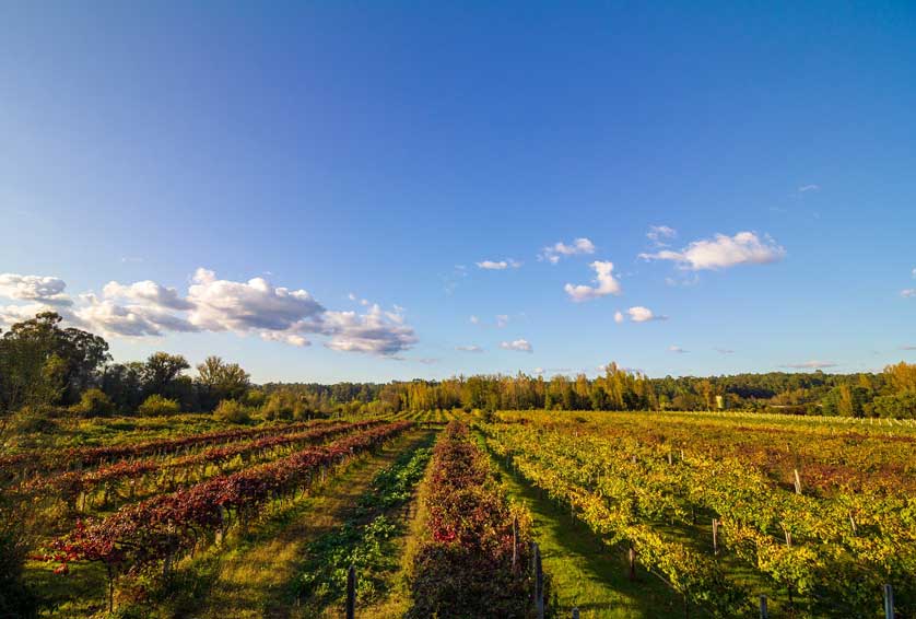 Monção and Melgaço are known for their wine production.