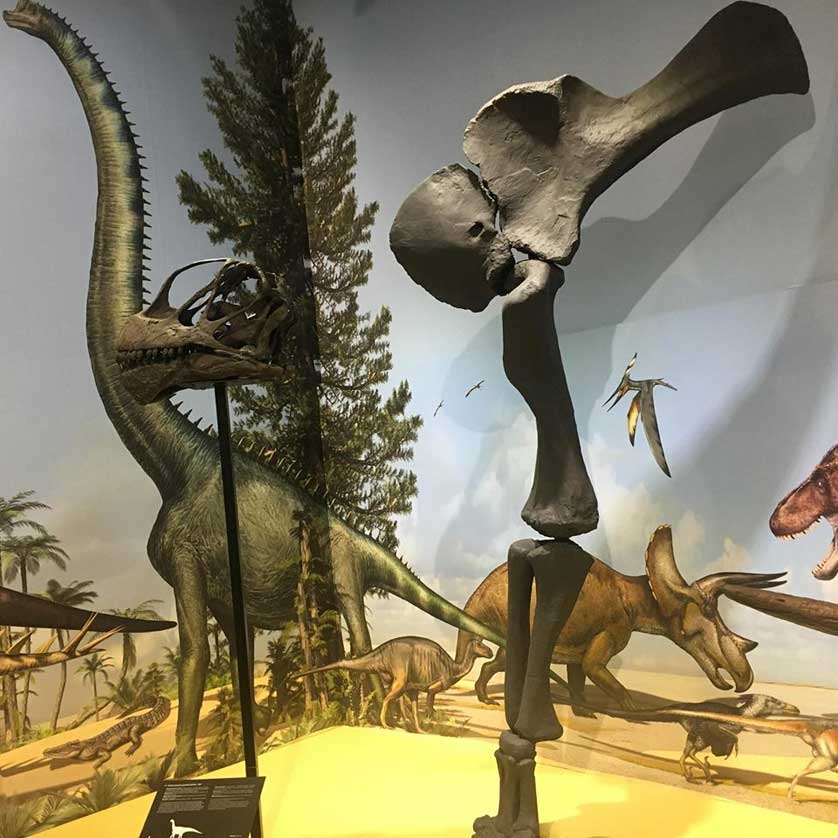 Dinosaur exhibition, Muhnac, Lisbon.