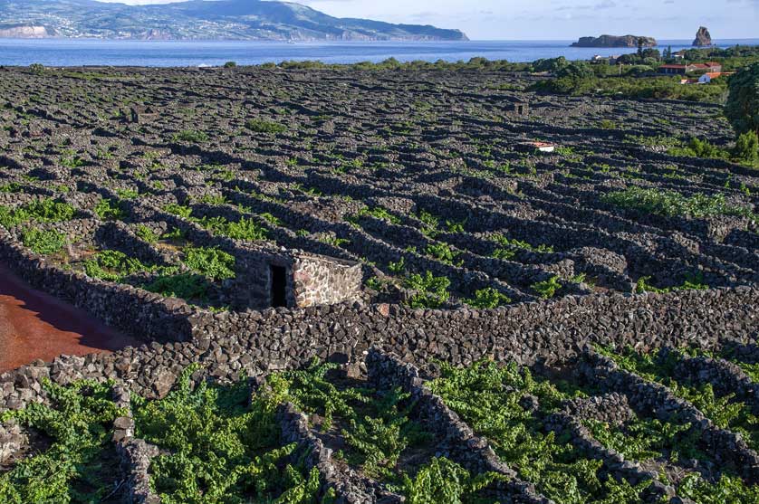 Pico, Azores, Portugal.