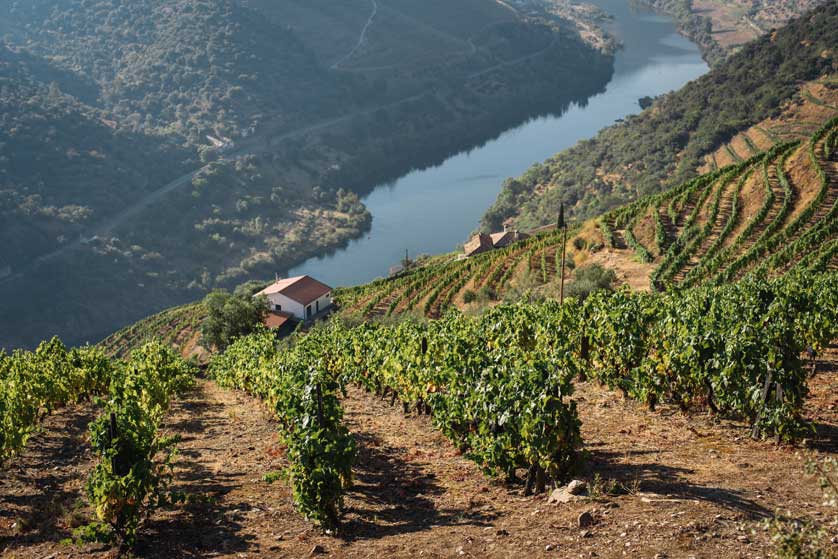 Wine terraces on the River Douro Wine terraces on the River Douro.