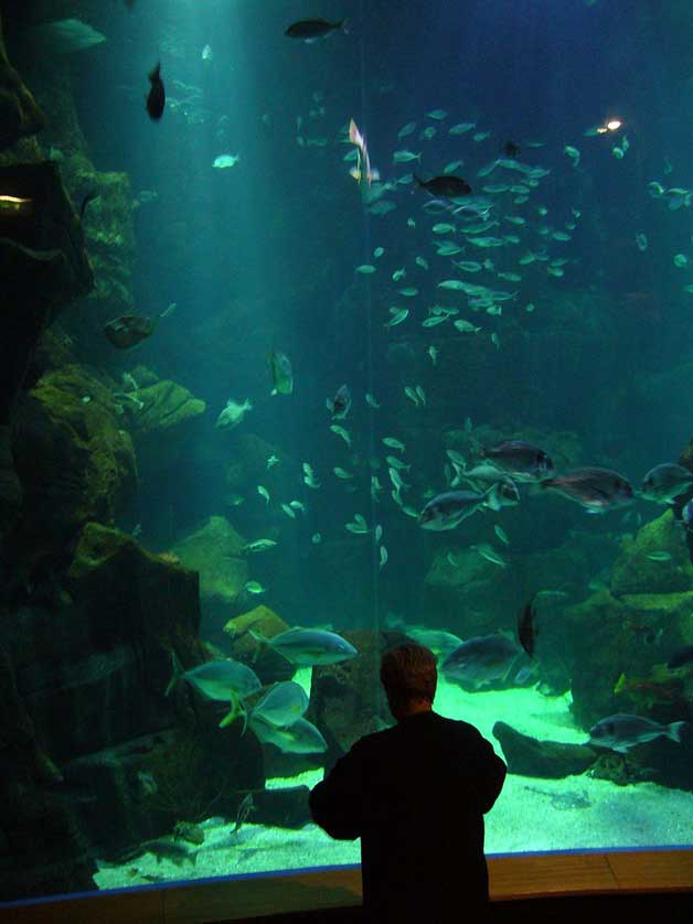 Aquario da Madeira, Porto Moniz, Madeira.