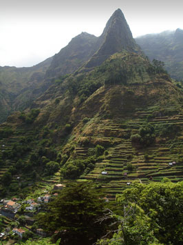Terraced hillside, Madeira.