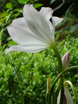 Flower, Madeira.