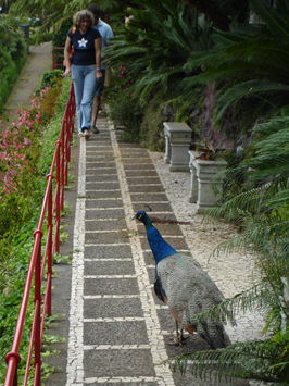 Peacock, Madeira.
