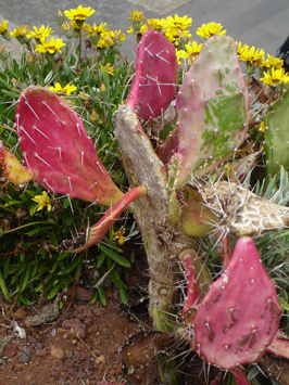 Pink Cactus.