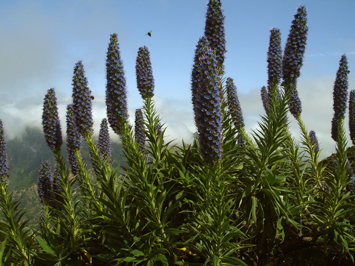 The Bee, Madeira.