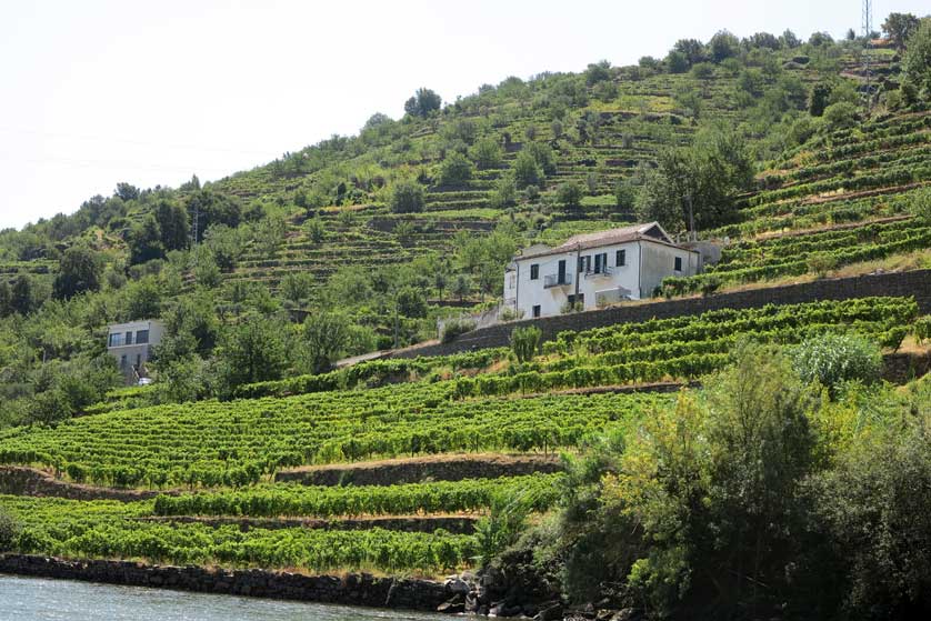 Wine terraces on the Douro, Peso da Régua.