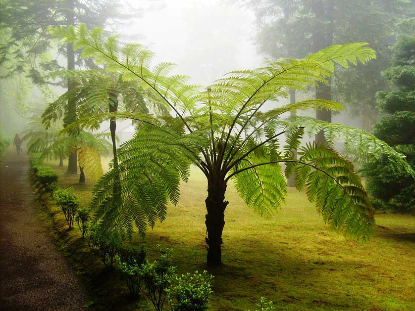 Recreational Forest Reserve of Fontinhas, Santa Maria.