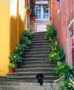Stairs in Sintra, near Lisbon.